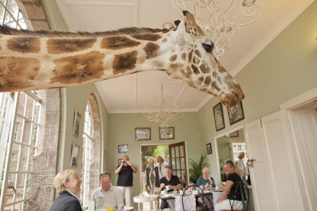 wanderlust_tips_enjoy-breakfast-with giraffes-in-Kenya4 (13)