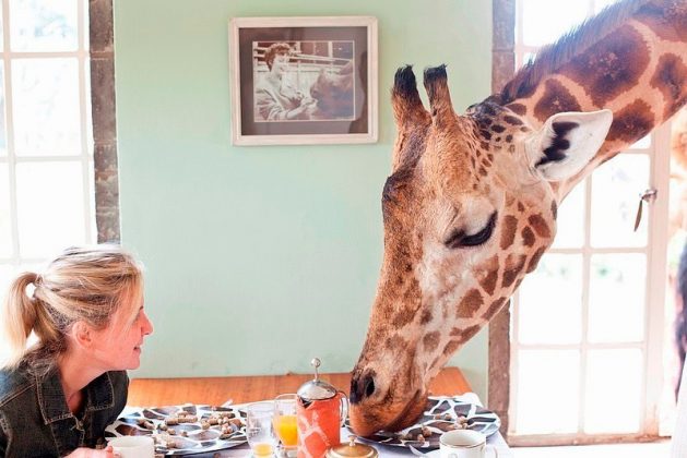 wanderlust_tips_enjoy-breakfast-with giraffes-in-Kenya4 (15)