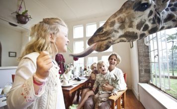 wanderlust_tips_enjoy-breakfast-with giraffes-in-Kenya4