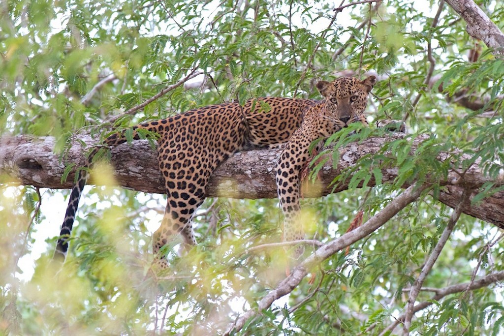 5. Yala National Park, Sri Lanka 2