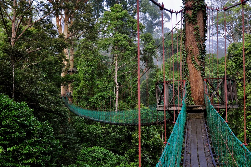 Danum Valley Conservation Area, Sabah, Malaysia 1