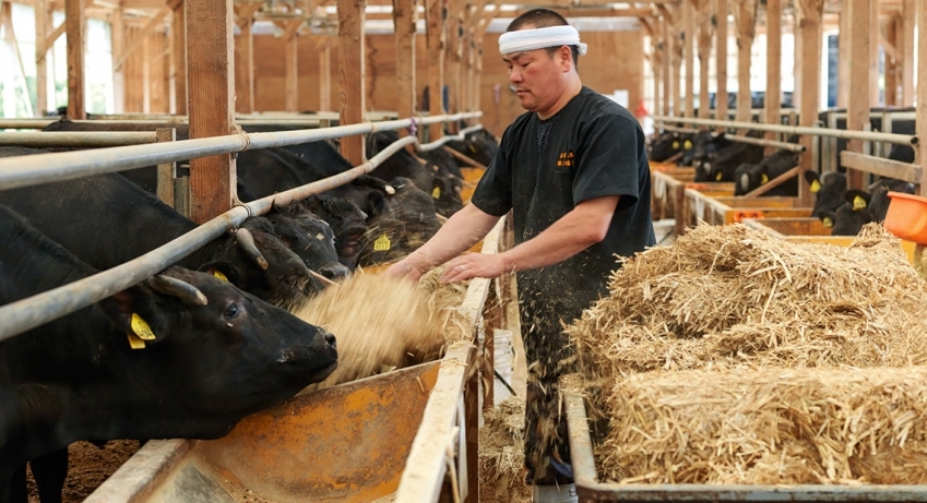 kobe-beef-luxury-life-farm-breeding-japan2