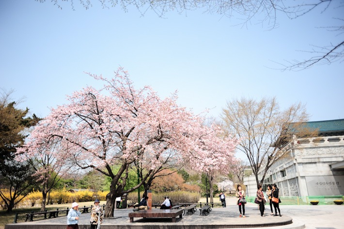 gyeongbokgung-palace-location-for-viewing-cherry-blossom-seoul-korea