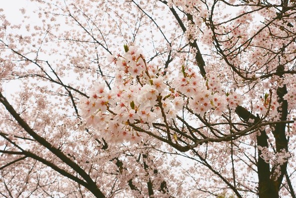 seoul-national-cemetery-location-for-viewing-cherry-blossom-seoul-korea