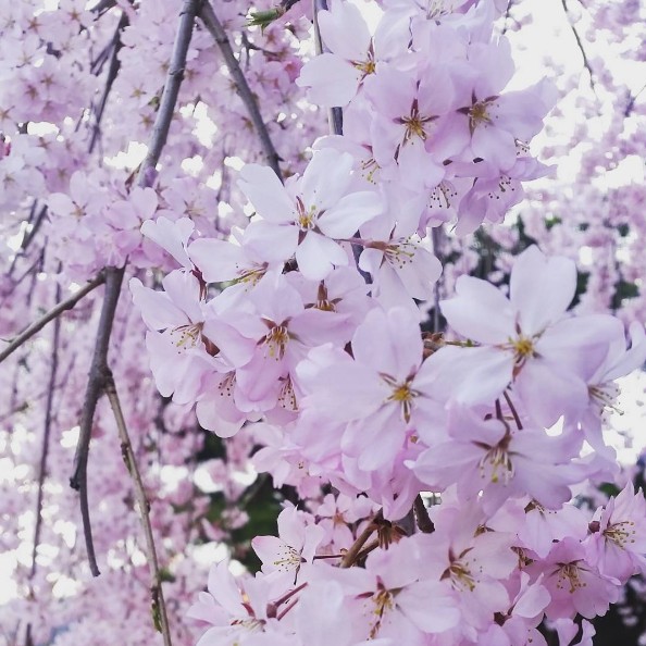 seoul-national-cemetery-location-for-viewing-cherry-blossom-seoul-korea1