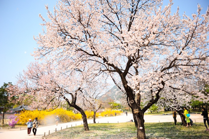 the-time-of-cherry-blossoms-bloom-seoul-korea