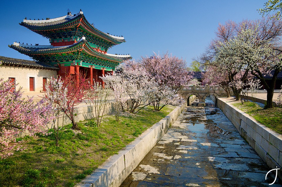 Blossom at Changdeokgung Palace, Seoul, South Korea (6)