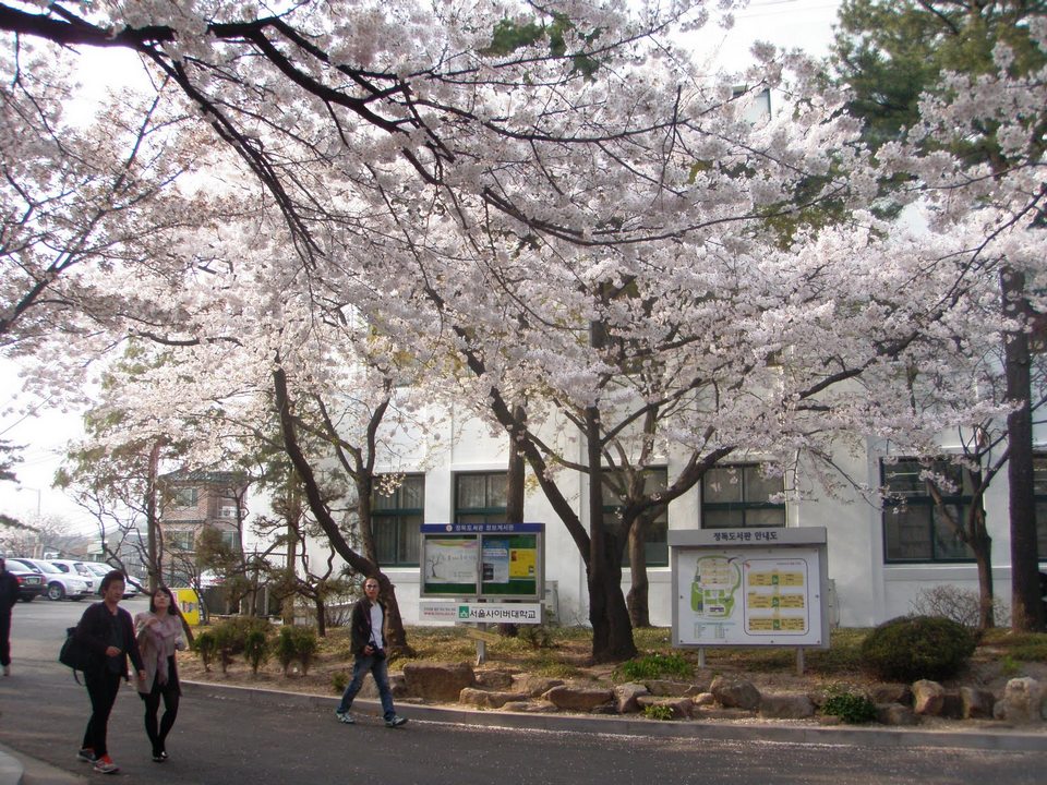 Blossoms at the Samcheongdong public library.