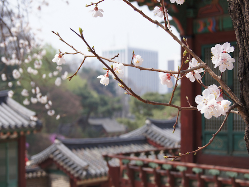 Changgyeonggung Palace cherry blossoms 3