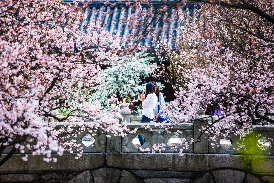 Changgyeonggung Palace cherry blossoms 3