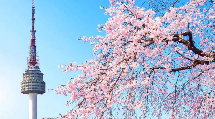 Seoul cherry blossom — Top 9 best places to see cherry blossoms in ...