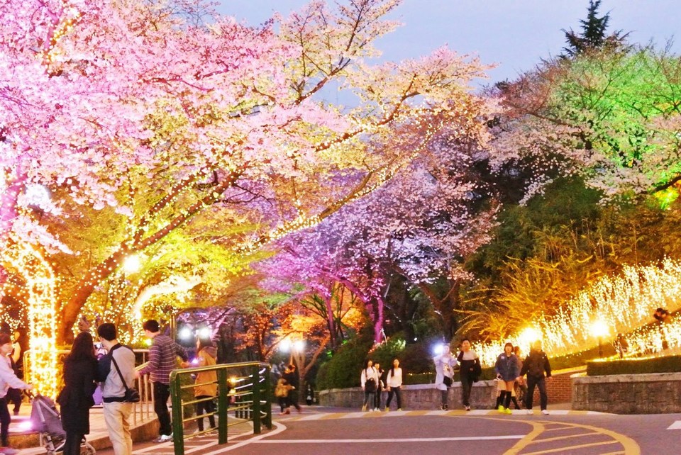 Cherry Blossom N Seoul Tower 3
