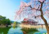 gyeongbokgung-palace-location-for-viewing-cherry-blossom-seoul-korea178