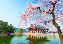 gyeongbokgung-palace-location-for-viewing-cherry-blossom-seoul-korea178