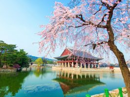 gyeongbokgung-palace-location-for-viewing-cherry-blossom-seoul-korea178