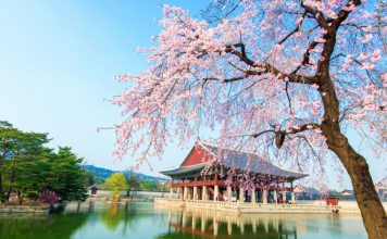 Seoul cherry blossom 2026 forecast — 9+ best places to see cherry blossoms in Seoul gyeongbokgung-palace-location-for-viewing-cherry-blossom-seoul-korea178