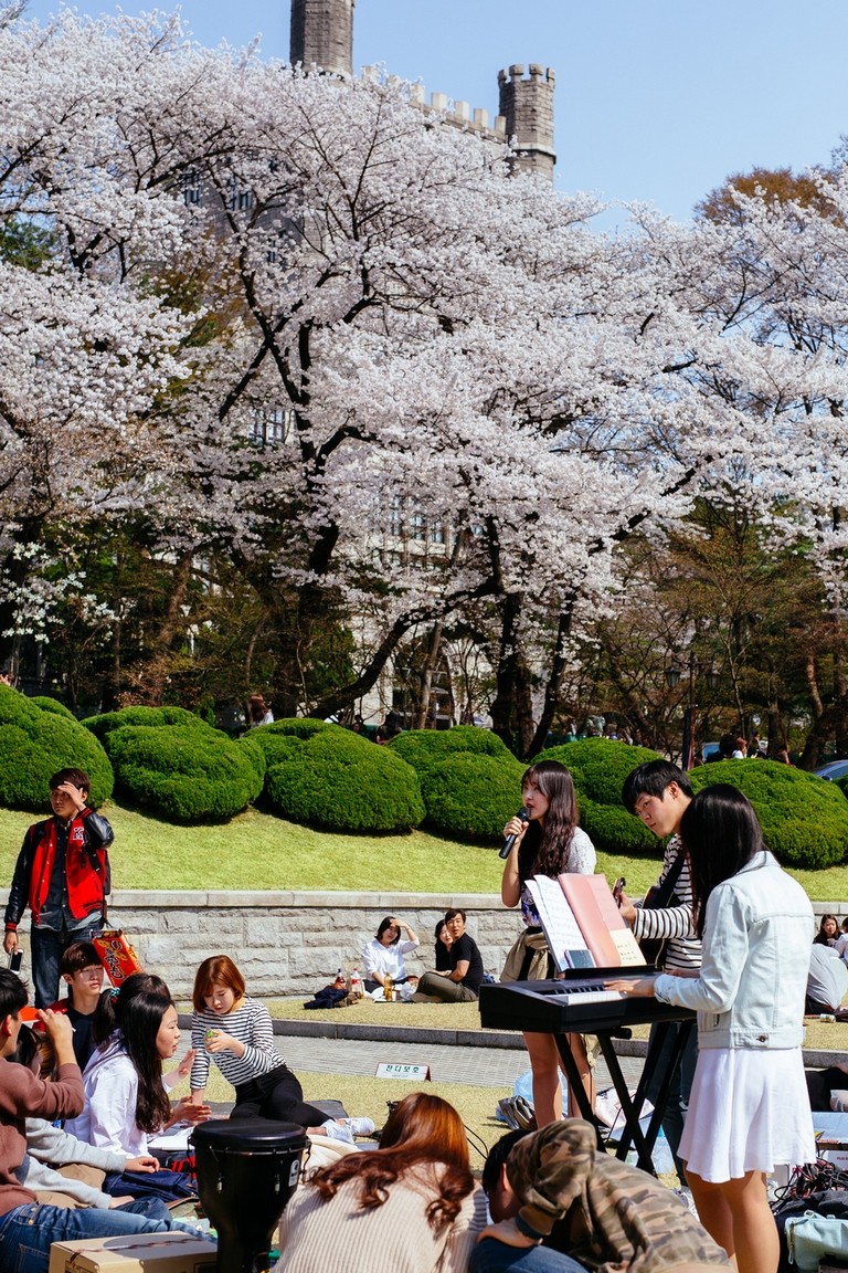 Cherry Blossoms at KyungHee University