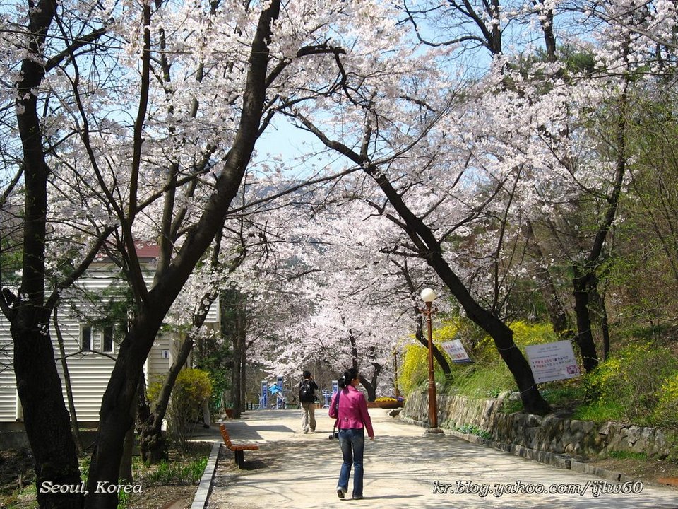 Samcheong-dong cherry blossom (4)