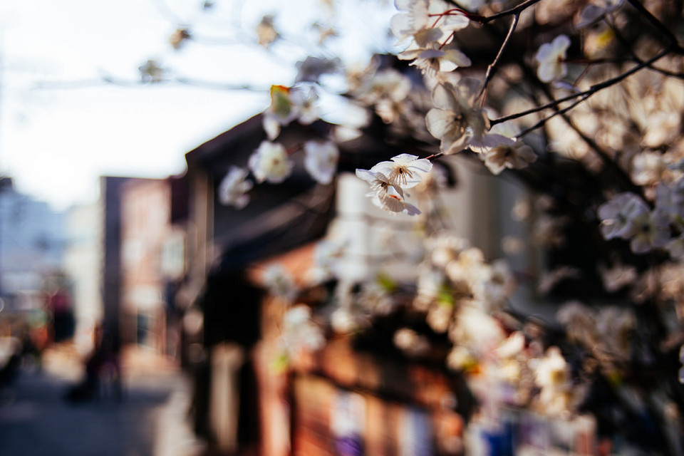 Samcheong-dong cherry blossom (4)