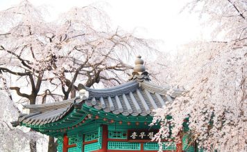 Korea cherry blossom 2026 forecast — The best time & 9 best places to see cherry blossoms in Korea seoul-national-cemetery-location-for-viewing-cherry-blossom-seoul-korea17