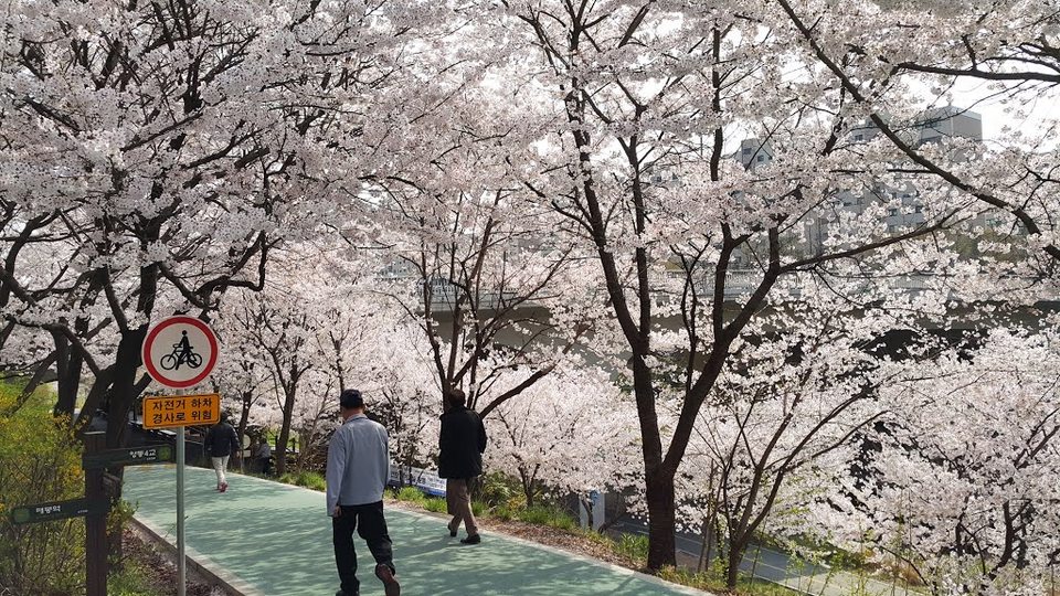 Yangjaecheon Stream Cherry Blossom3