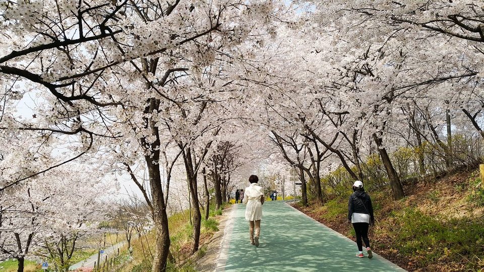 Yangjaecheon Stream Cherry Blossom3
