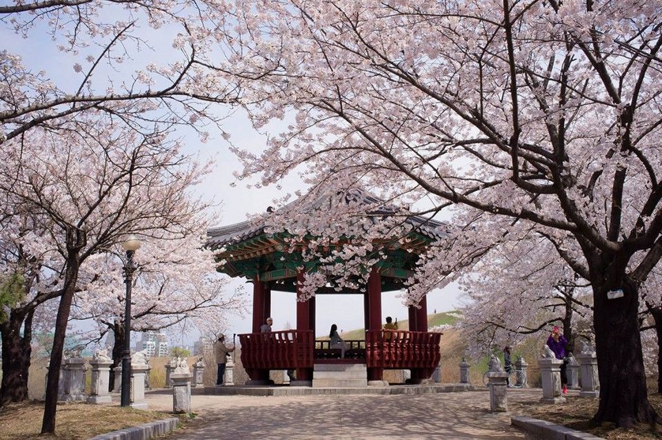 namsan cherry blossoms