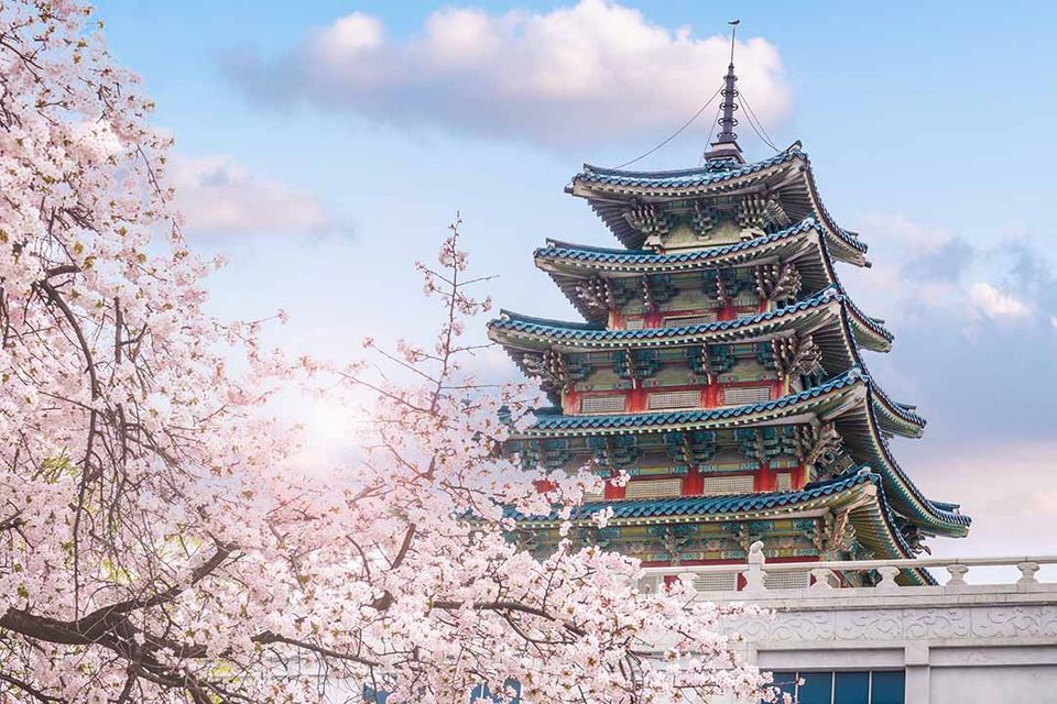 cherry blossom in spring of Gyeongbokgung Palace in Seoul (1)