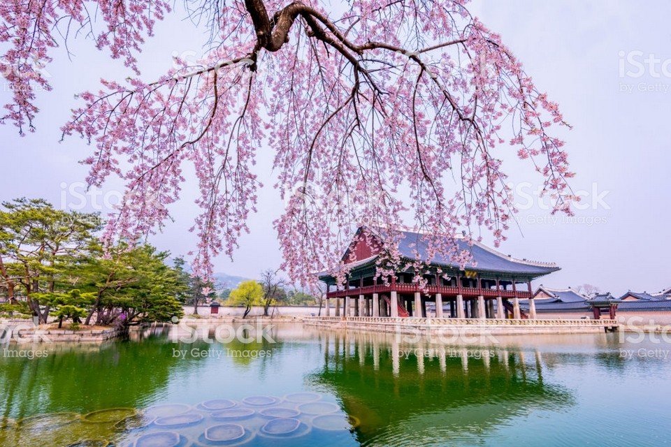 cherry blossom in spring of Gyeongbokgung Palace in Seoul (1)