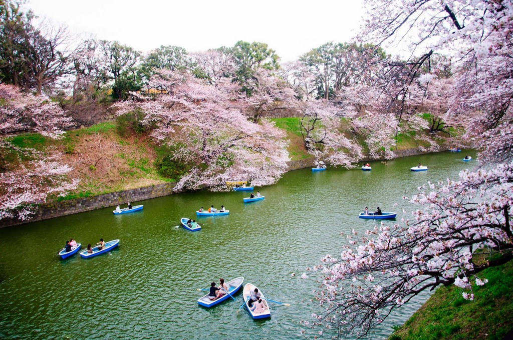 best places to see cherry blossoms in Tokyo Canal Chidori-ga-Fuchi-Best Places to View Cherry Blossoms in Tokyo1