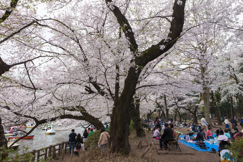 Inokashira Park-Best Places to View Cherry Blossoms in Tokyo2