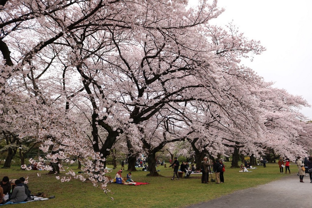 Koishikawa Botanical Garden-Best Places to View Cherry Blossoms in Tokyo