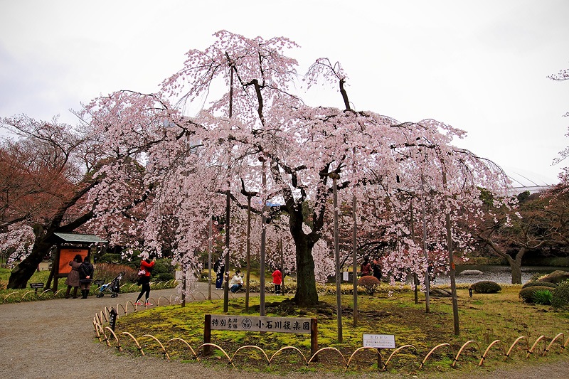 Koishikawa Botanical Garden-Best Places to View Cherry Blossoms in Tokyo1