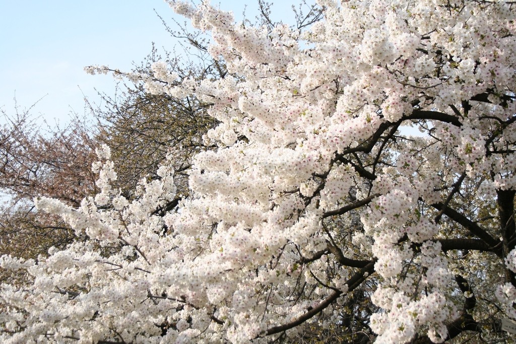 Koishikawa Botanical Garden-Best Places to View Cherry Blossoms in Tokyo2