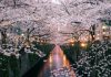 Meguro River-Naka Meguro-Best Places to View Cherry Blossoms in Tokyo1