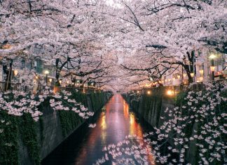Meguro River-Naka Meguro-Best Places to View Cherry Blossoms in Tokyo1
