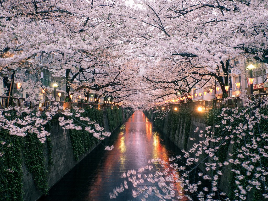 Meguro River-Naka Meguro-Best Places to View Cherry Blossoms in Tokyo1