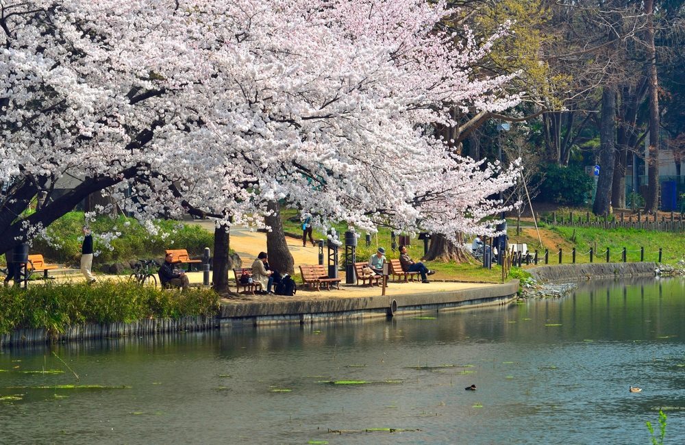 One of the best places to see cherry blossoms in Tokyo. Omiya Koen Park in Saitama-Best Places to View Cherry Blossoms in Tokyo