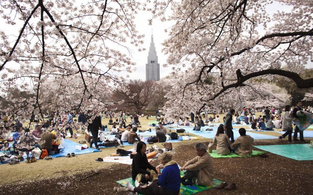 One of the best place to see cherry blossoms in Tokyo. Shinjuku-Gyoen-Best Places to View Cherry Blossoms in Tokyo1