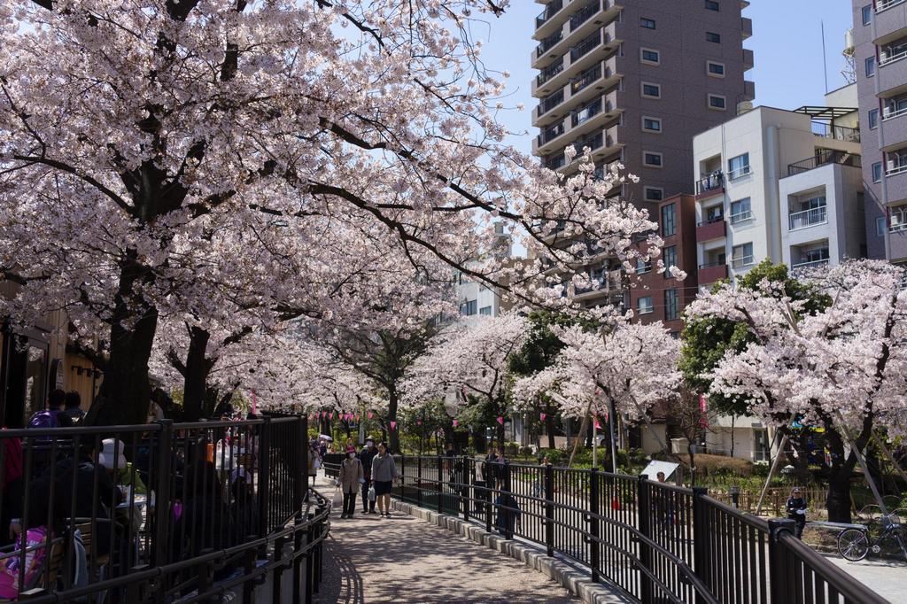 Sumida-Park-Best Places to View Cherry Blossoms in Tokyo