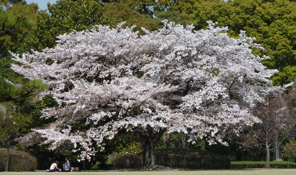 The Imperial Palace East Garden -Best Places to View Cherry Blossoms in Tokyo