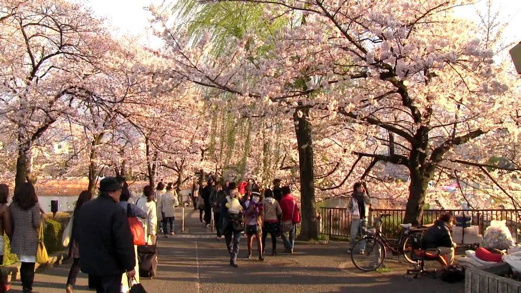 Uneo park-Best Places to View Cherry Blossoms in Tokyo