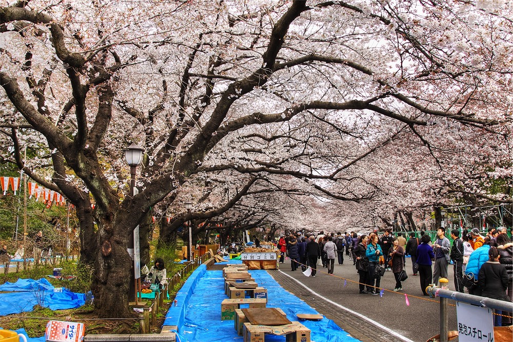 Uneo park-Best Places to View Cherry Blossoms in Tokyo1