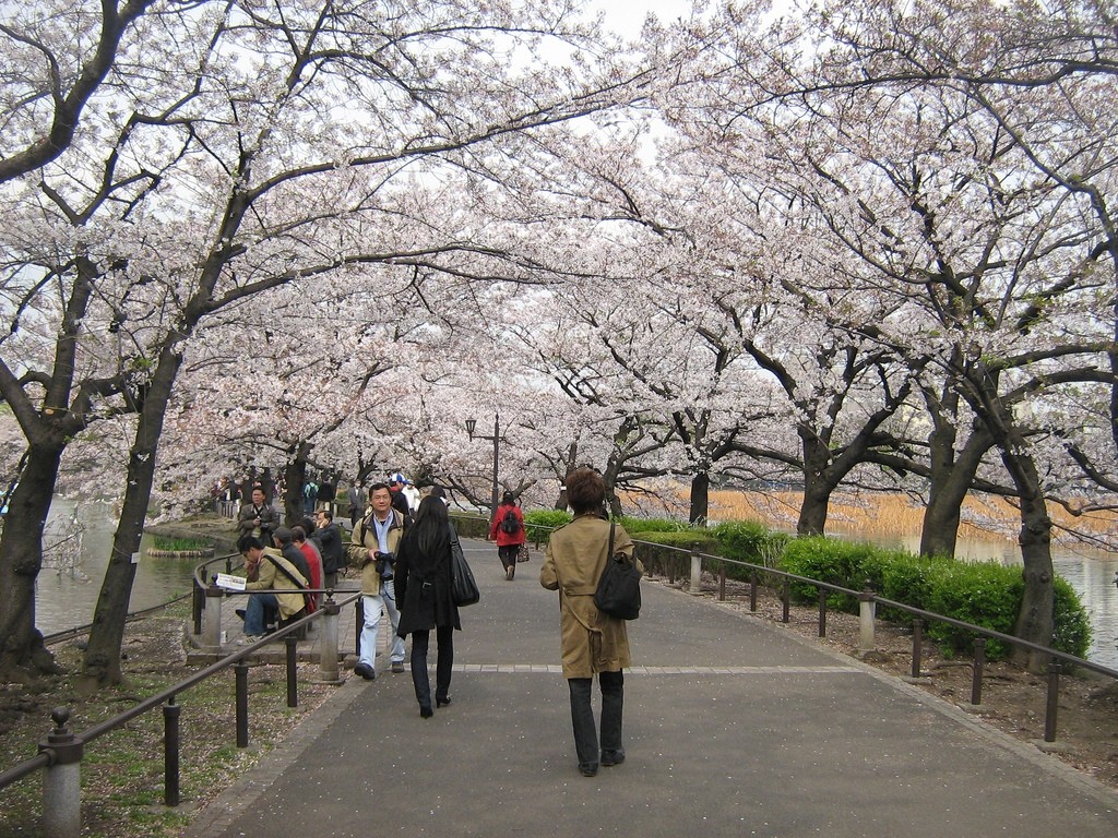 Uneo park-Best Places to View Cherry Blossoms in Tokyo2