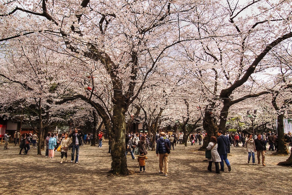 Yasukuni Shrine -Best Places to View Cherry Blossoms in Tokyo