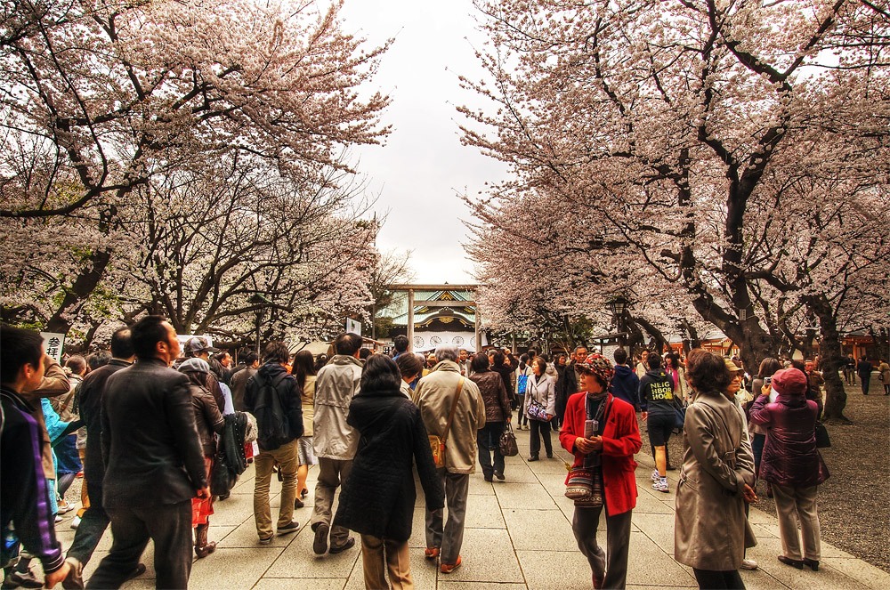 Yasukuni Shrine -Best Places to View Cherry Blossoms in Tokyo1