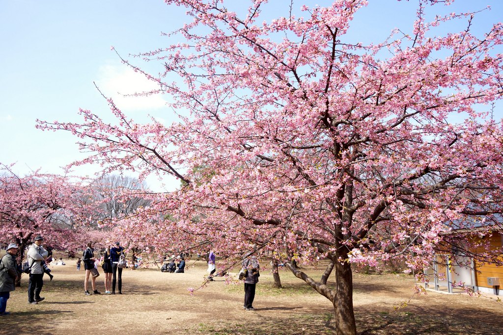 Yoyogi Park-Best Places to View Cherry Blossoms in Tokyo Tokyo Canal Chidori-ga-Fuchi. One of the best place to see cherry blossoms in Tokyo.
