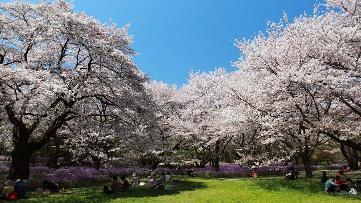 showakinen-hanami-Best Places to View Cherry Blossoms in Tokyo1