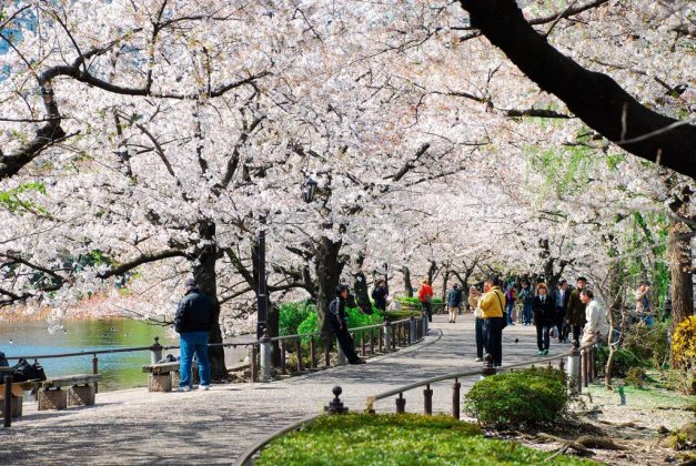 Cherry blossom Tokyo 2024 forecast — 14 best places to see cherry ...