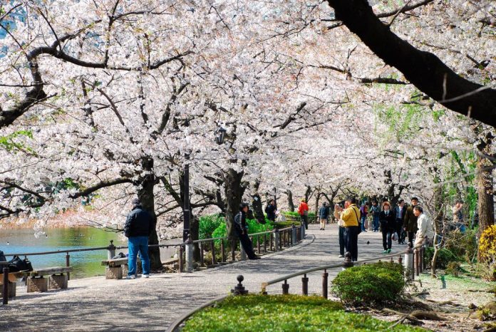 Uneo park-Best Places to View Cherry Blossoms in Tokyo4
